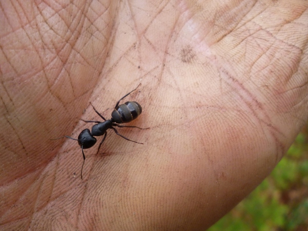 Ant. - My, Ants, Insects, Forest, The photo