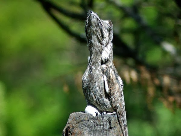 How forest nightjars nest - Nightjar, Forest nightjars, Birds, Giant Goat, Longpost