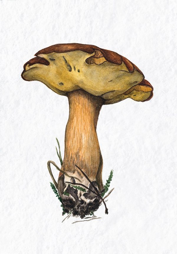 White - Mushrooms, Drawing, My, Botanical illustration, Watercolor