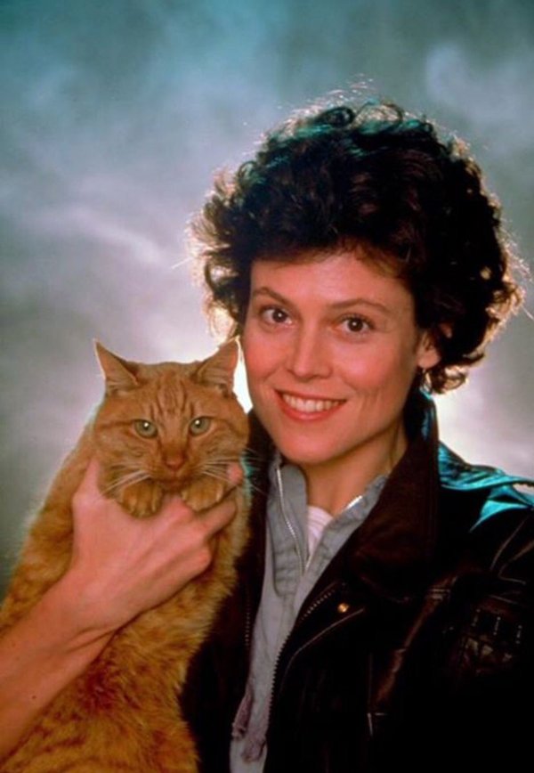 No animals were harmed in the filming of Alien. - Stranger, Movies, cat, Sigourney Weaver, Jonesy