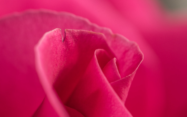 the Rose - My, Macro, the Rose, , , Macro photography