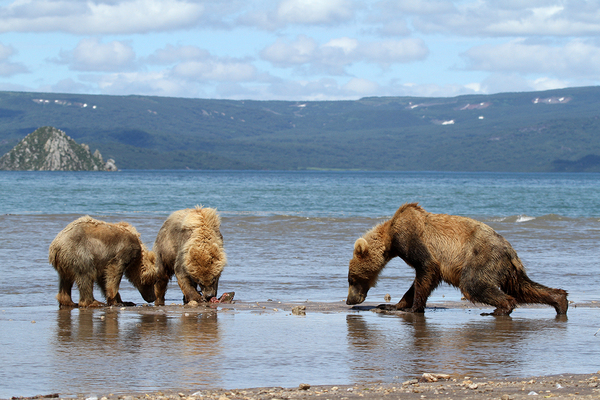 Jackal squeezes fish from Samson and Sonya. - Kamchatka, The Bears, Mikhail Korostelev, Not mine, Longpost