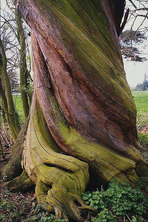 spiral growth - Tree, Bark, Spiral