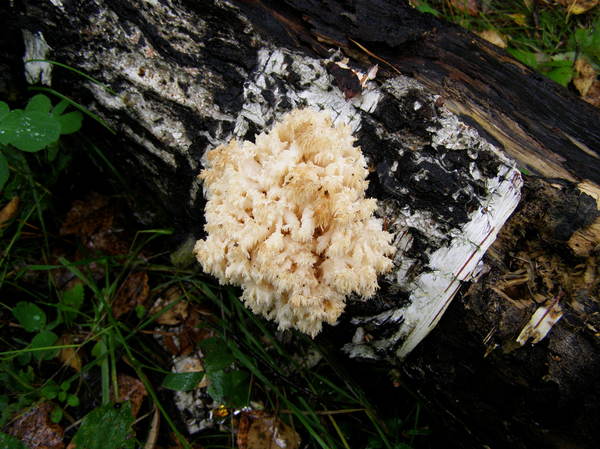 miracle mushroom - My, Mushrooms, Nature, Forest, The photo, , Sverdlovsk region