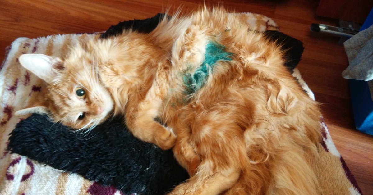 Кошка после наркоза | Пикабу