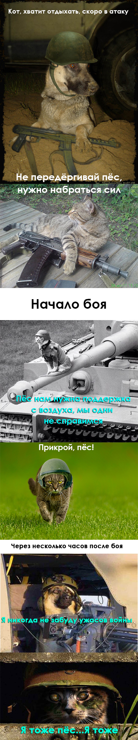 Horrors of war. - GIF with background, cat, Dog, GIF, Longpost