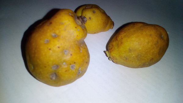 League of Botanists and Pomologists help - My, , Botany, Biology, What kind of fruit?, Help, Unknown, Longpost
