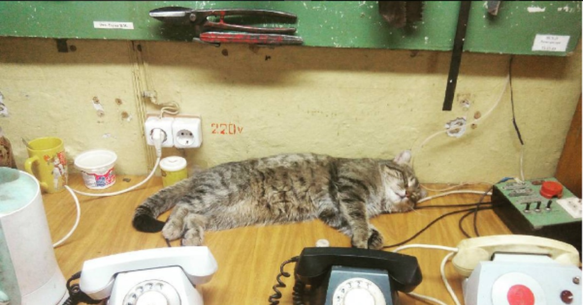 Кот С Телефоном