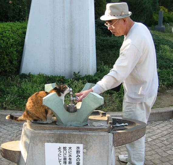 Good deeds - cat, Drinks