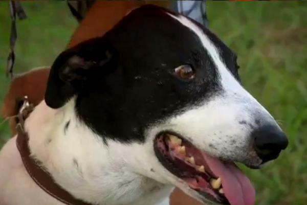 The dog that protected the owner from a rattlesnake is on the mend - news, Dog, The rescue, Snake, Bite, Health