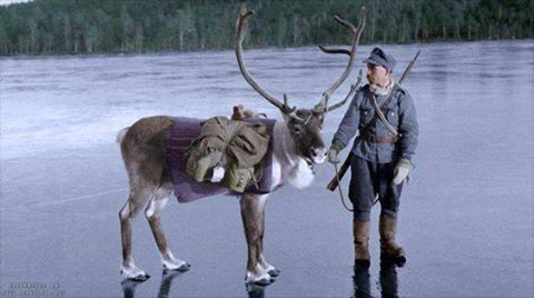 October 26, 1941. Finnish Lapland. Finnish soldier with a fighting deer. - , , Deer