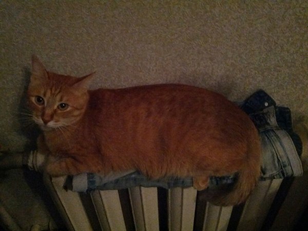 goodbye my clothes - cat, Redheads, Cap, Fur, Cloth, Battery, Cold, Winter