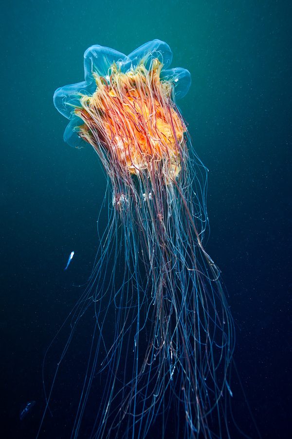 An alien from the depths of the earth's space... - Jellyfish, Ocean, Cyanea, beauty of nature