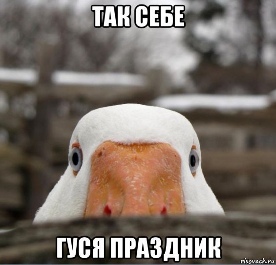 Goose holiday will be celebrated in Prikamye. Guests of the holiday will be able to buy goose carcasses, blankets, feathers and pillows - Гусь, Game, Holidays, Poverty