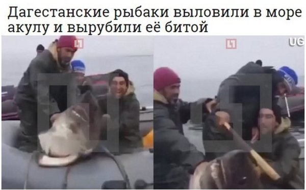 Probably caught without tinting and not on low fins. - Shark, Fishermen, Dagestanis, Bit