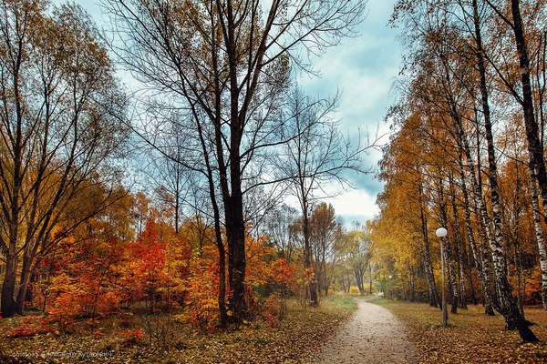 Once on a walk... - Photo, Autumn, Forest, Nature, Brest, 