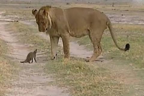 Striped mongoose - 1 part (In nature) - My, , Longpost, Mongoose