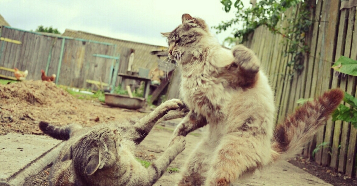 Коты дерутся. Последствия драки котов. Много котов дерутся. Ор дерущихся котов.