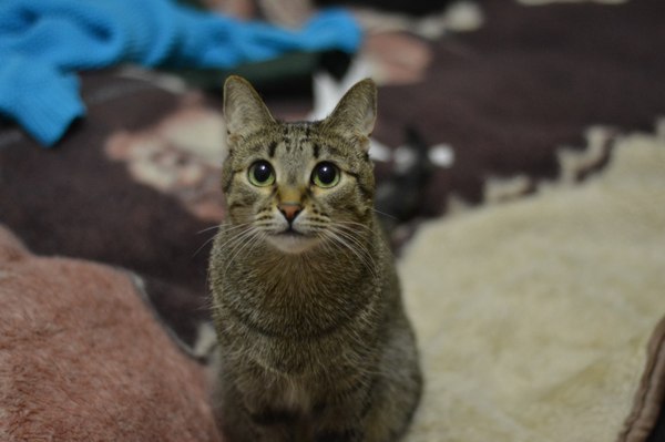 Big-eyed - My, cat, Animals, Catomafia, Eyes, Pet, Pets