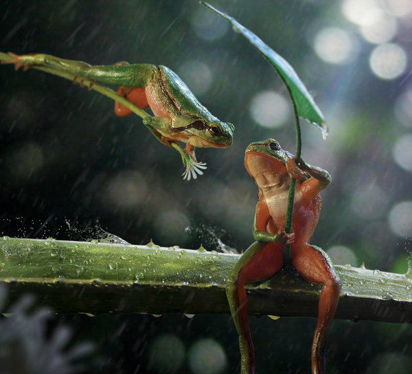 Summer rain. - 3D, Frogs, Sheet, Flowers, Rain, Care, Umbrella, Art