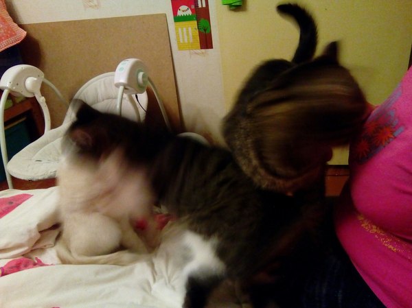 When you want to take a picture of your three cats. - My, cat, smeared, The heap is small, Sit still, Aaa