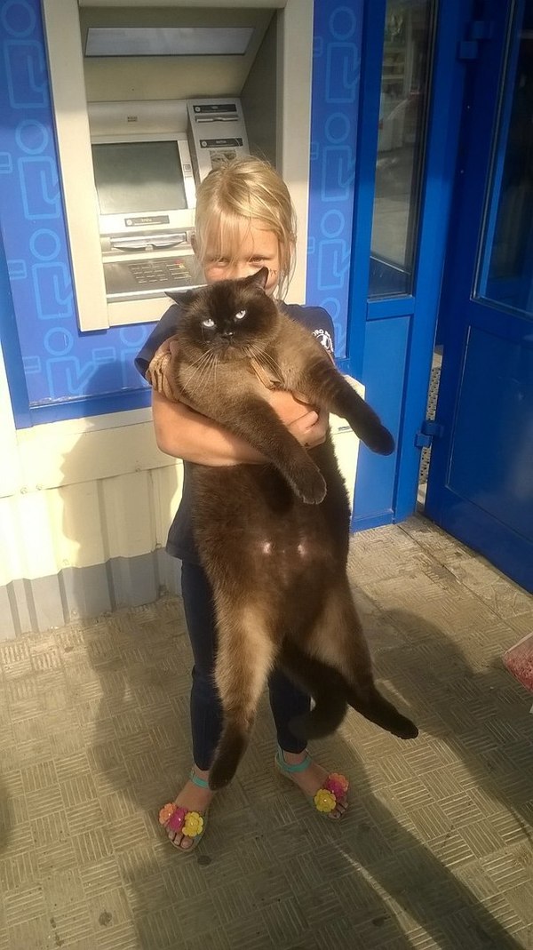 In the summer near the supermarket, a girl and her plump cat \u003d OO \u003d - My, , Discontent, Photo, Summer, Dnieper, cat