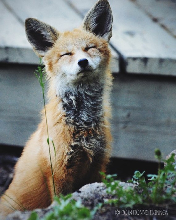 Pose? Not a question ^^ - Fox, Fyr, Milota, Ururu, Pose, Katrin1989, Longpost