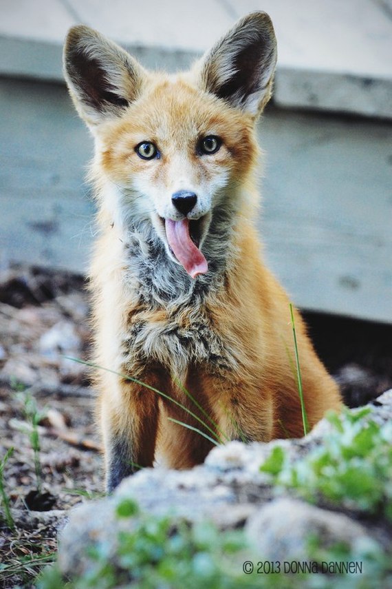 Pose? Not a question ^^ - Fox, Fyr, Milota, Ururu, Pose, Katrin1989, Longpost