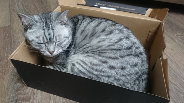 Кот коробочный обыкновенный