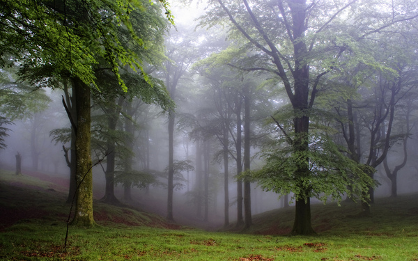 Foggy forest - Forest, Fog, Nature, Wallpaper