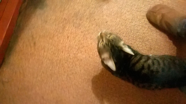 Тюмень! Кот ищет дом (наверное) Тюмень, Кот, Потеряшка, Помощь