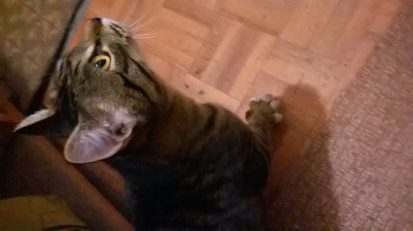 Тюмень! Кот ищет дом (наверное) Тюмень, Кот, Потеряшка, Помощь