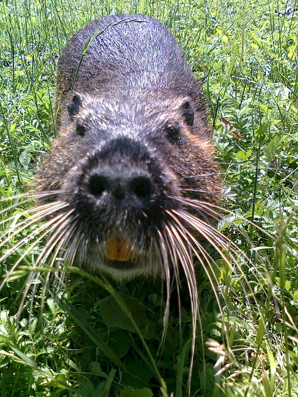 Do you have what? - Teeth, My, Otter