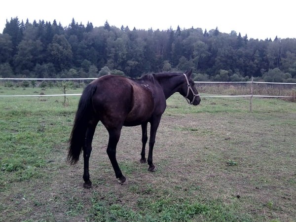 Люди, которые чуточку усложняют жизнь конника