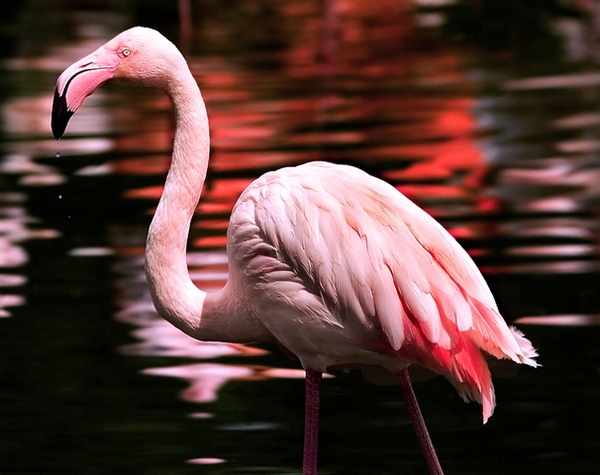 Flamingo Vasya found a new home - Flamingo, Birds, news