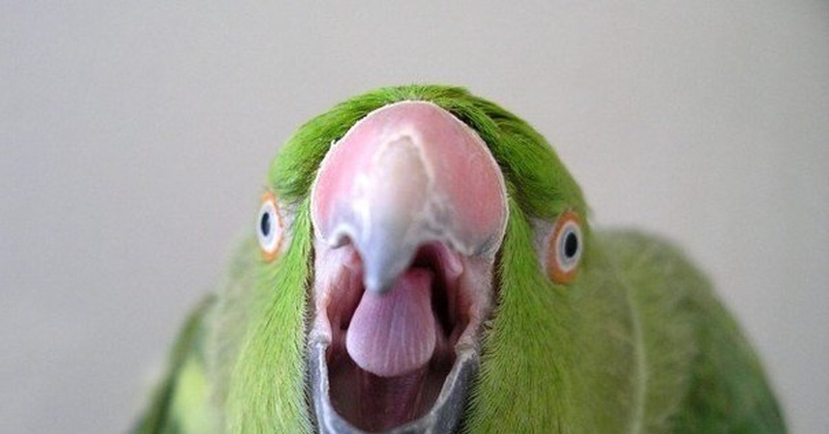 Попугай открывает рот. Смешные попугаи. Злой попугай. СТРЕМНЫЙ попугай.