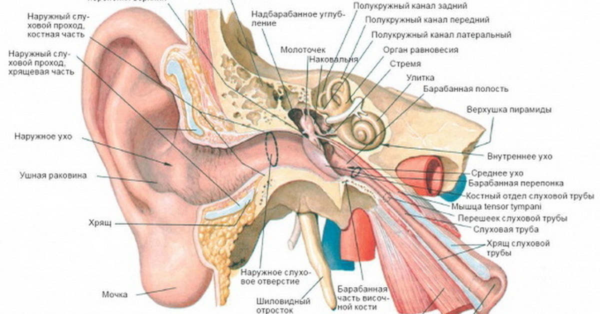 Наружный слуховой проход анатомия строение. Слуховая труба анатомия строение. Евстахиева (слуховая) труба анатомия. Строение наружного уха анатомия латынь. Молоточек внутреннее ухо