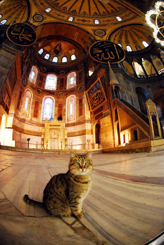 Saint Sophie Cathedral - cat, The cathedral