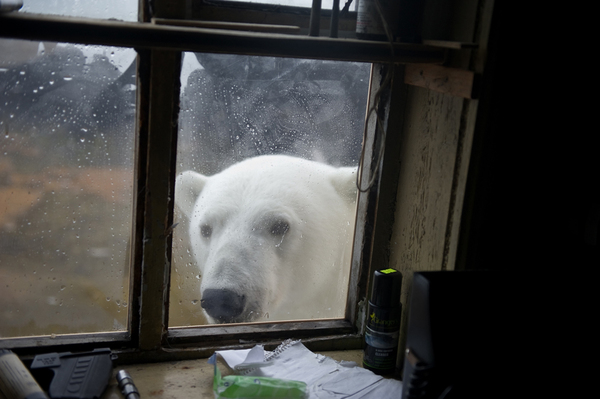 Shall we yearn? - The Bears, Rain, Windowsill