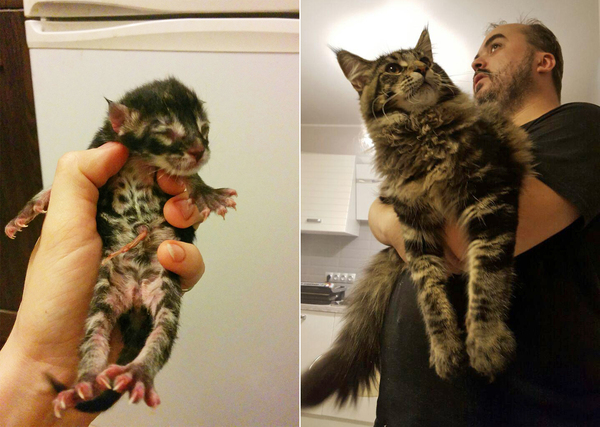 Photos taken 7 months apart. - My, cat, , Maine Coon, , Children, It Was-It Was