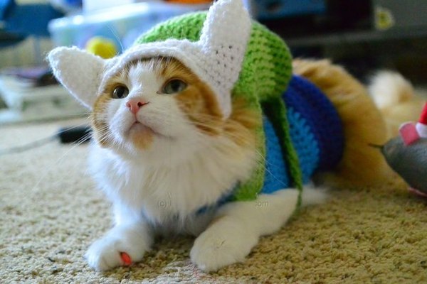 Suitable cosplay. - Adventure Time, Finn, cat, Cosplay