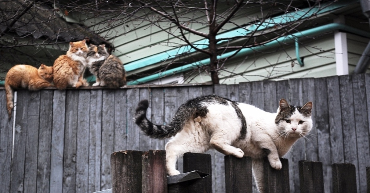 Жизнь кошечек. Деревенский кот. Деревенская кошка. Коты в деревне. Жизнь кошек.