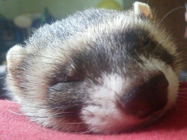 hot nose - My, Ferret, Dream, Animals