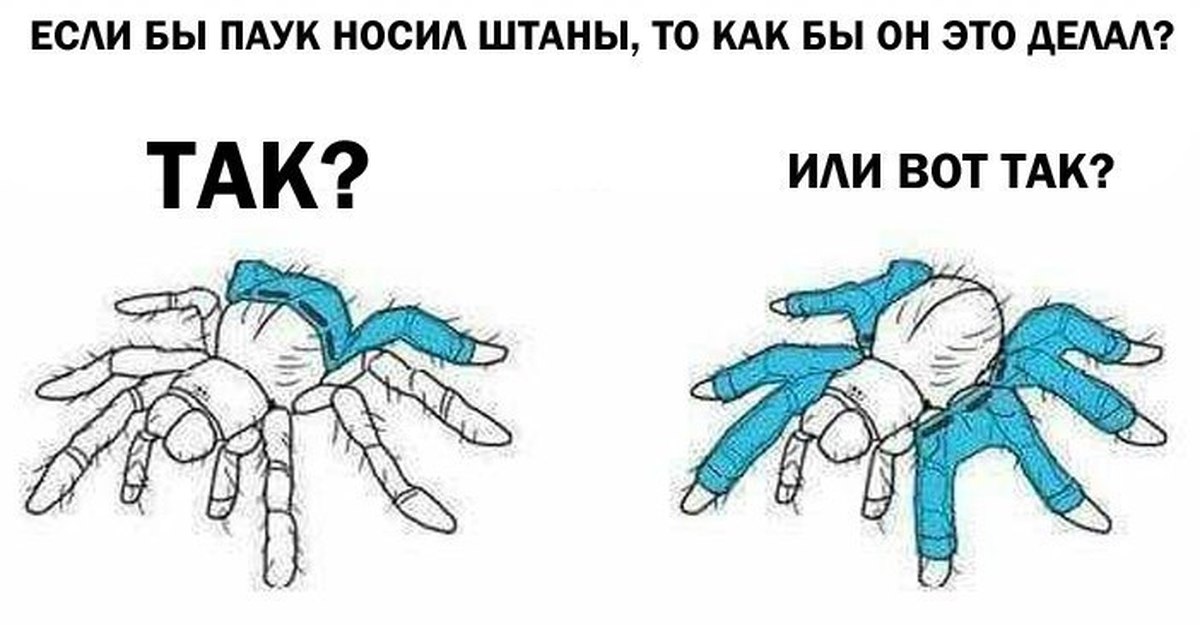 И как вы это сделаете. Если бы паук носил штаны. Если бы человек носил штаны. Как бы собака носила штаны.