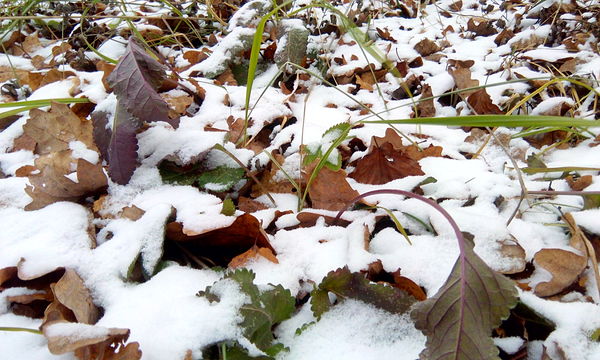 First snow - My, Snow, Grass, 