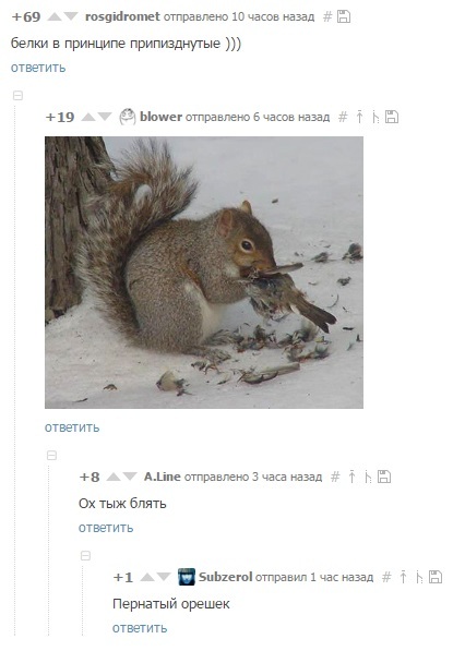 Squirrels)) - Squirrel, Comments, Nuts