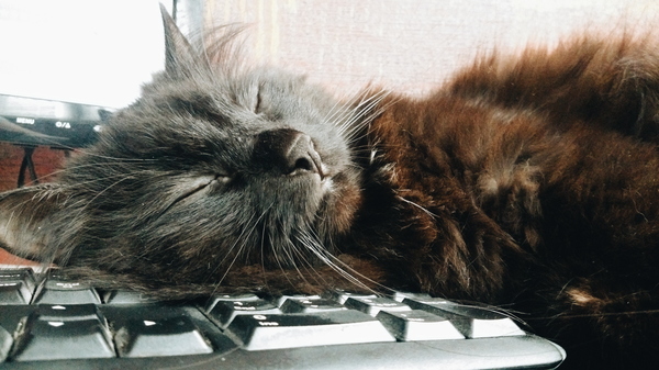 It's good to be a cat) Even autumn doesn't seem so nasty if you go to bed after dinner) - cat, My, Dinnersleep