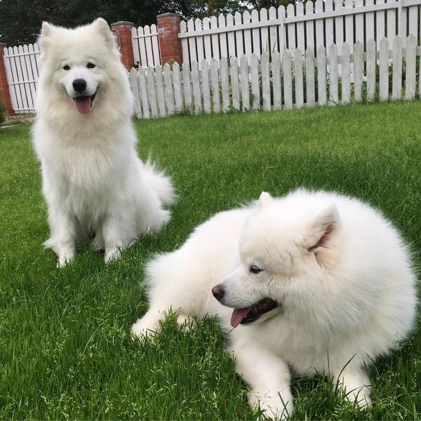 League of Good Help! Two clouds were stolen in Krasnodar! - Good league, Relief league, Animals, The dog is missing, Samoyed, Help, Krasnodar