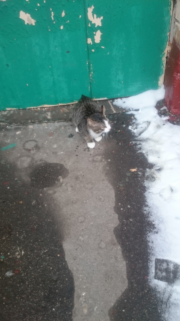 Urgently! - cat, A loss, Lost cat, Moscow, The strength of the Peekaboo, Longpost