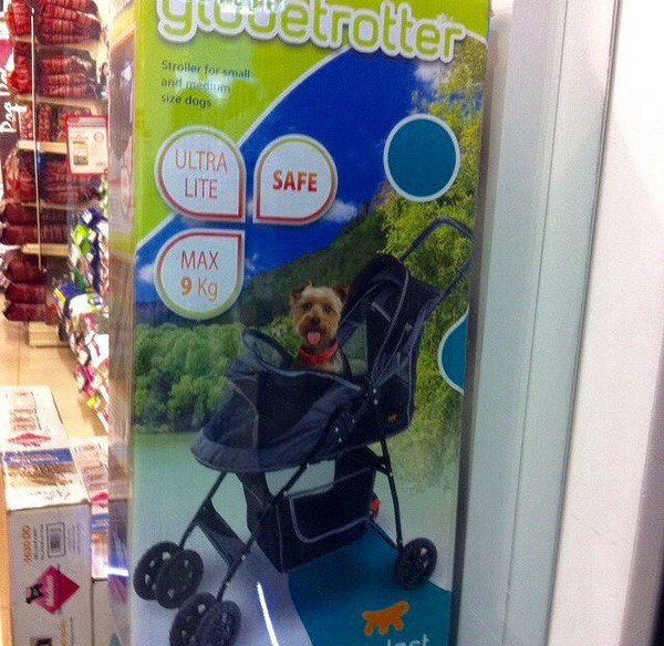 And here's the dog stroller! - Dog, My, 